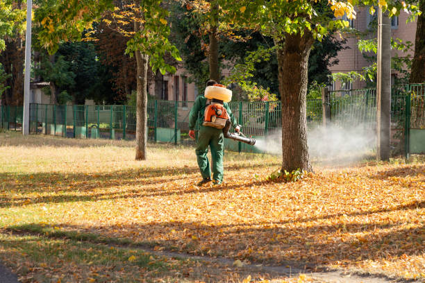 Bird Control in Duncanville, TX