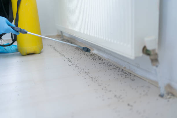 Best Commercial Pest Control Services  in Duncanville, TX