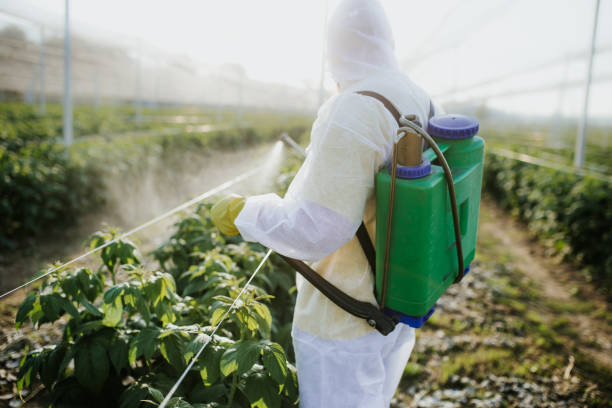 Best Local Pest Control Services  in Duncanville, TX